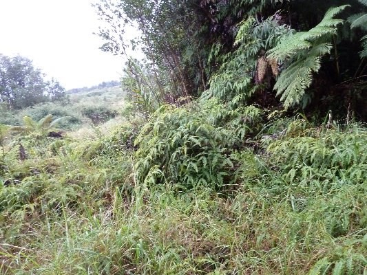 18-2320 N GLENWOOD RD, Volcano, HI 96785