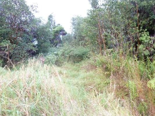 GLENWOOD ROAD, Volcano, HI 96785