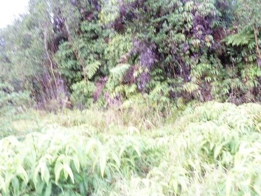 GLENWOOD ROAD, Volcano, HI 96785