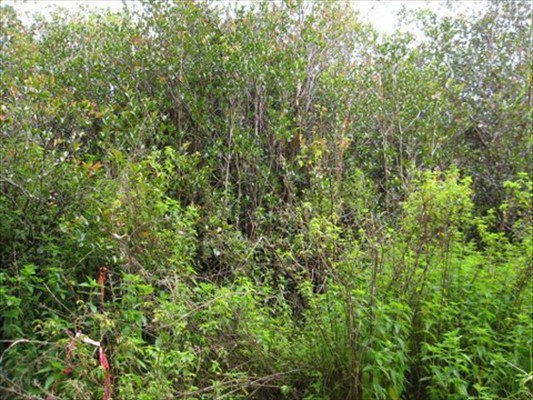 N.Glenwood Rd., Volcano, HI 96785