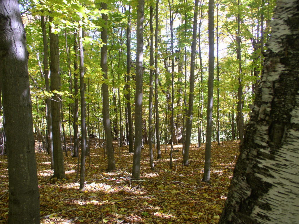 Beach Hill Rd, New Ashford, MA 01237