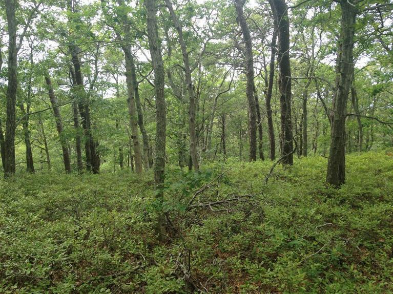 120 Kerouach Road, Wellfleet, MA 02667