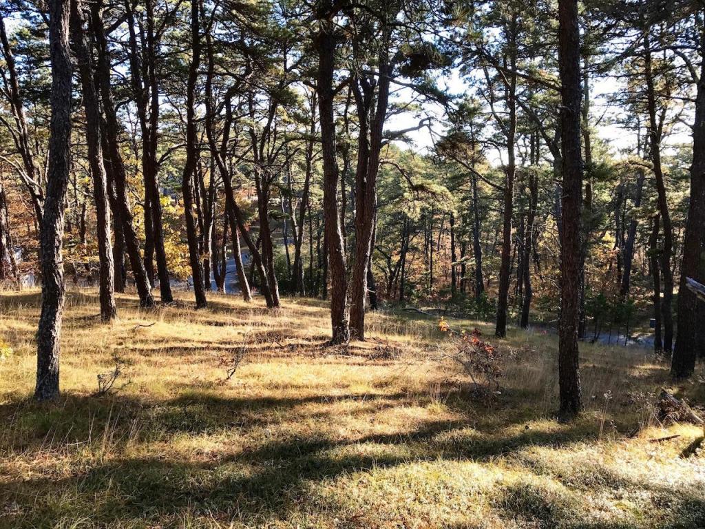 25 Perch Pond Way, Wellfleet, MA 02667
