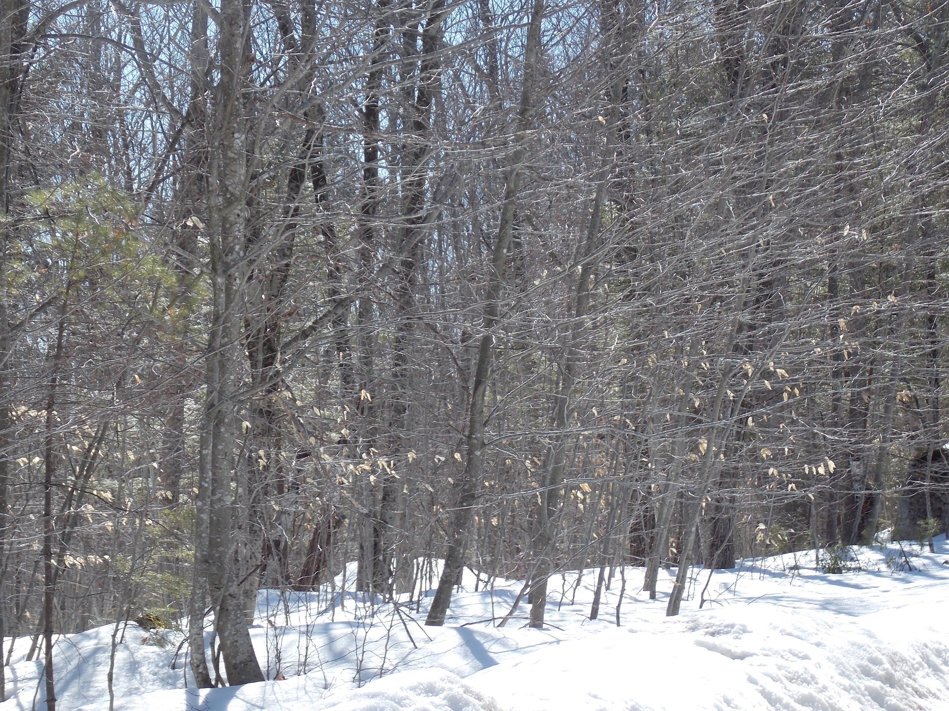 9C2 Highland Park, Fryeburg, ME 04037