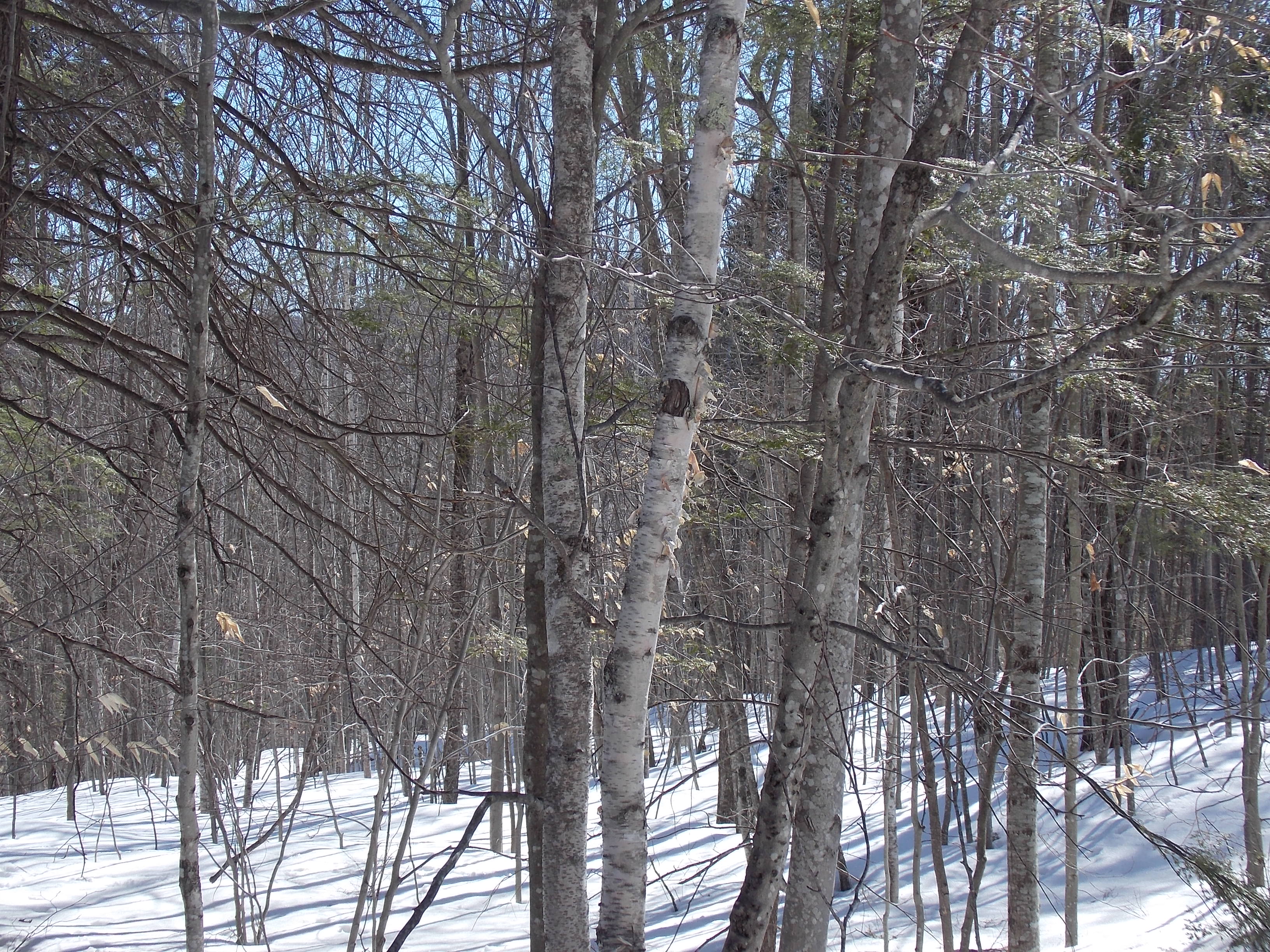 9C2 Highland Park, Fryeburg, ME 04037