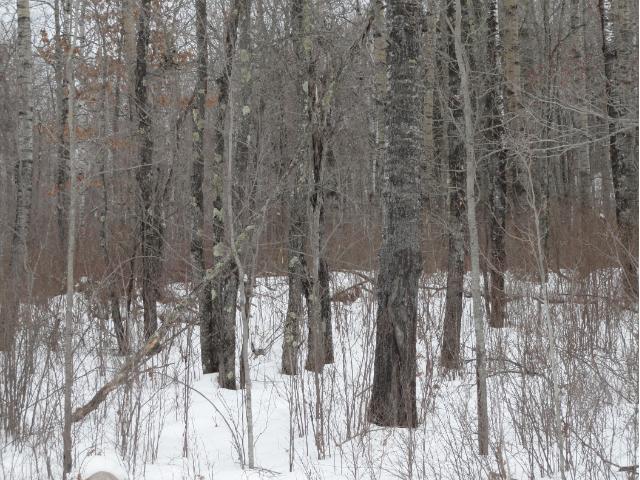 6688 Voyageurs Trail, Biwabik, MN 55708