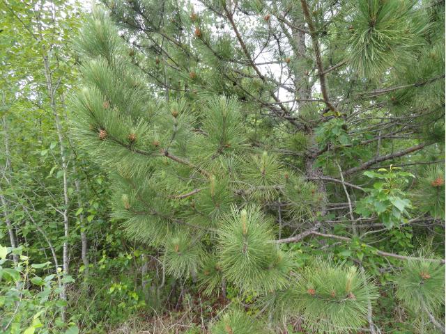 5928 Voyageurs Trail, Biwabik, MN 55708