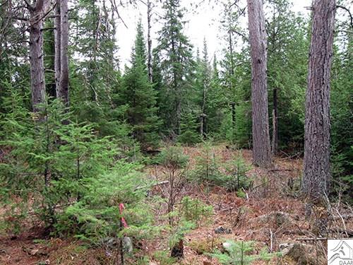 TBD Maple St, Ely, MN 55731
