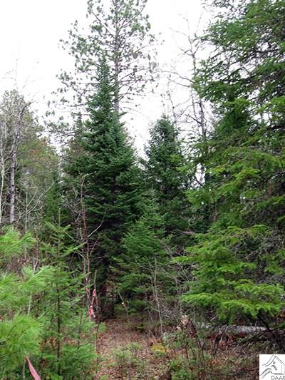 TBD Maple St, Ely, MN 55731