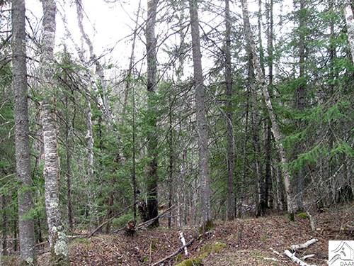 TBD Fernberg Tr, Ely, MN 55731