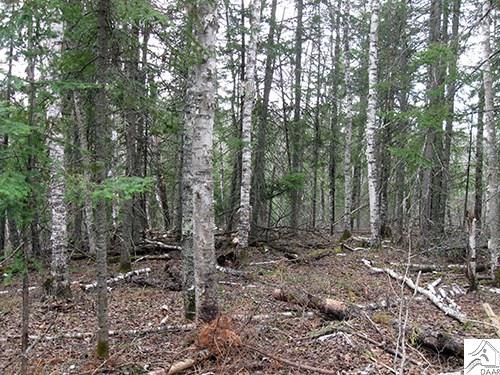 TBD Fernberg Tr, Ely, MN 55731