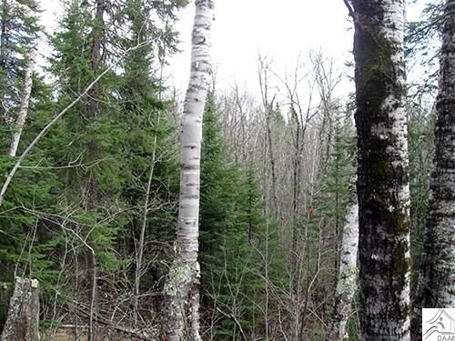 TBD Fernberg Tr, Ely, MN 55731