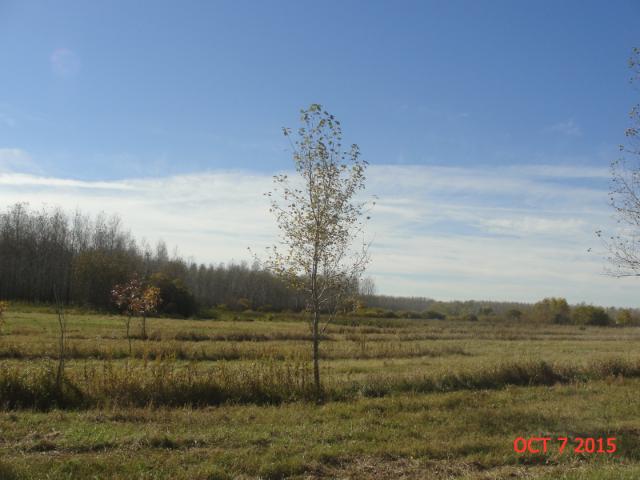 Lot 4 Marts Lane NE, Carlos, MN 56319
