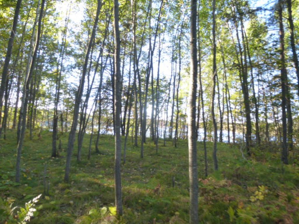 Tbd Johnson Lake Drive, Backus, MN 56435