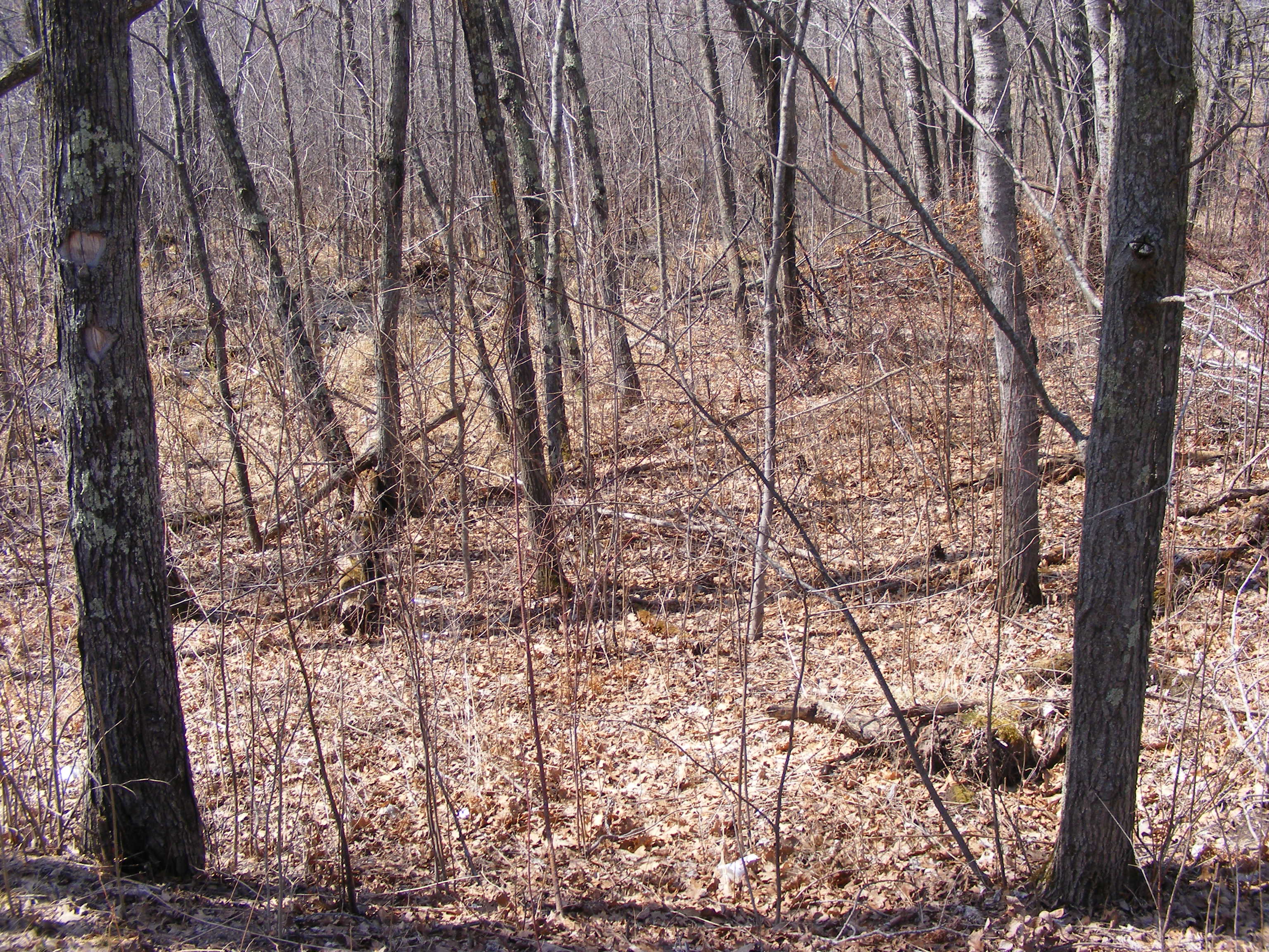 County Road 138, Garrison, United States 56450