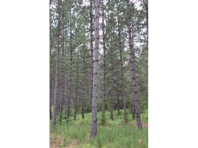 Lot2 Blk2 169th Ave, Park Rapids, MN 56470