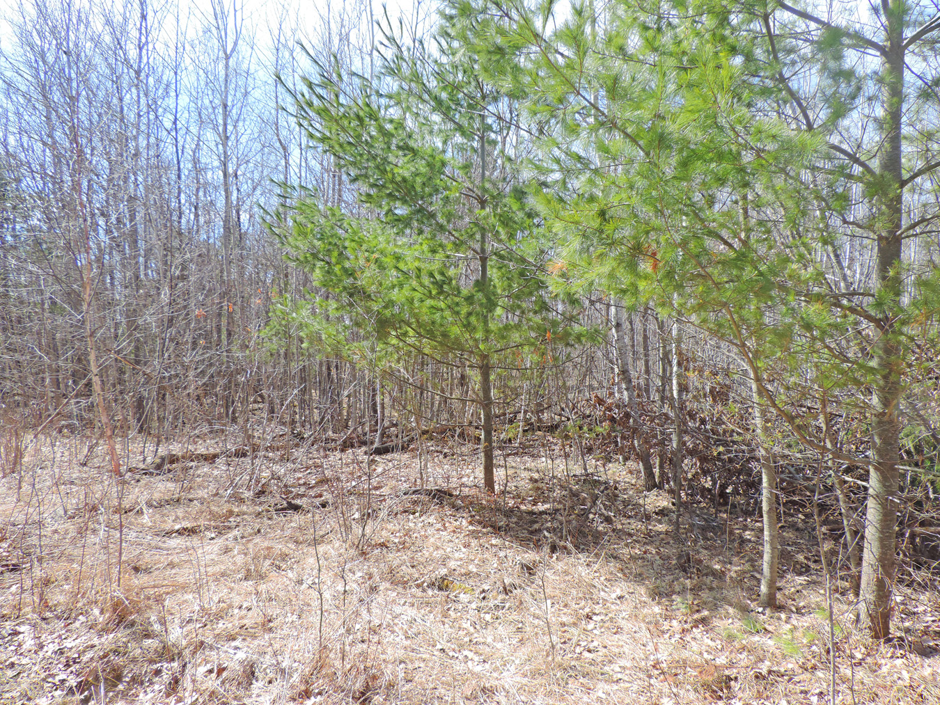 TBD Cougar Trail, Walker, MN 56484
