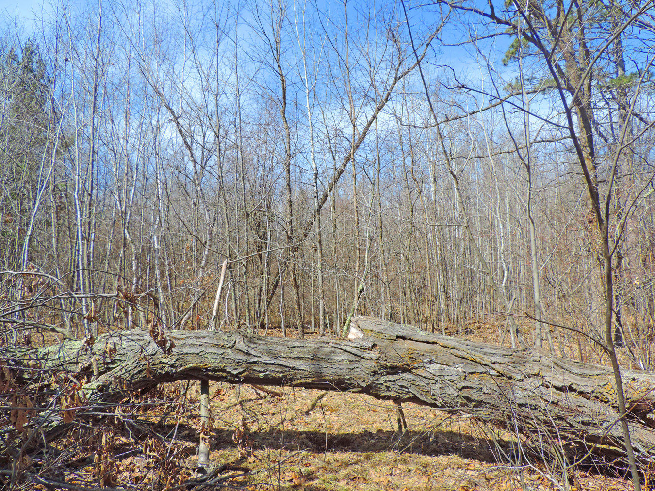 TBD Cougar Trail, Walker, MN 56484