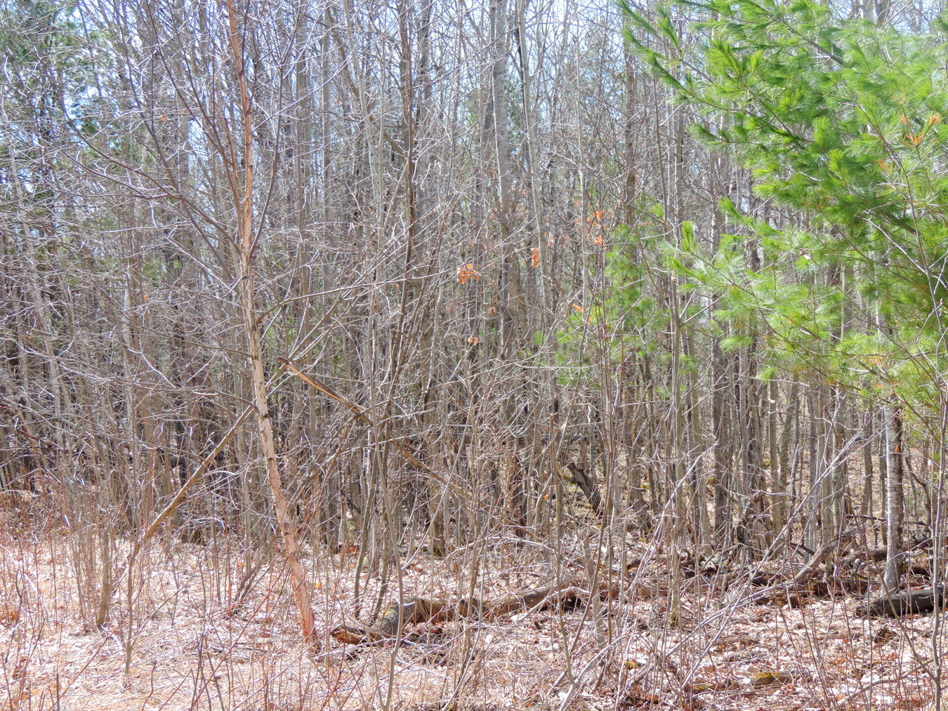 TBD Cougar Trail, Walker, MN 56484