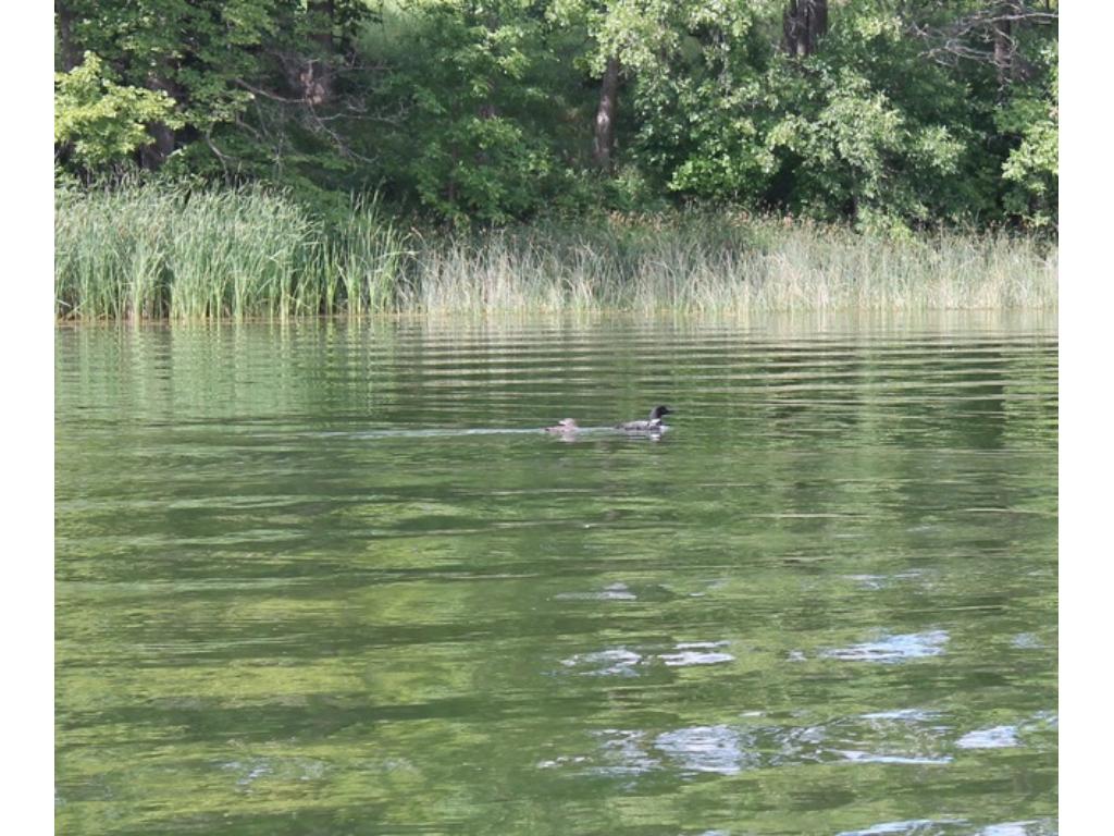 32750 160th Street, Battle Lake, MN 56515