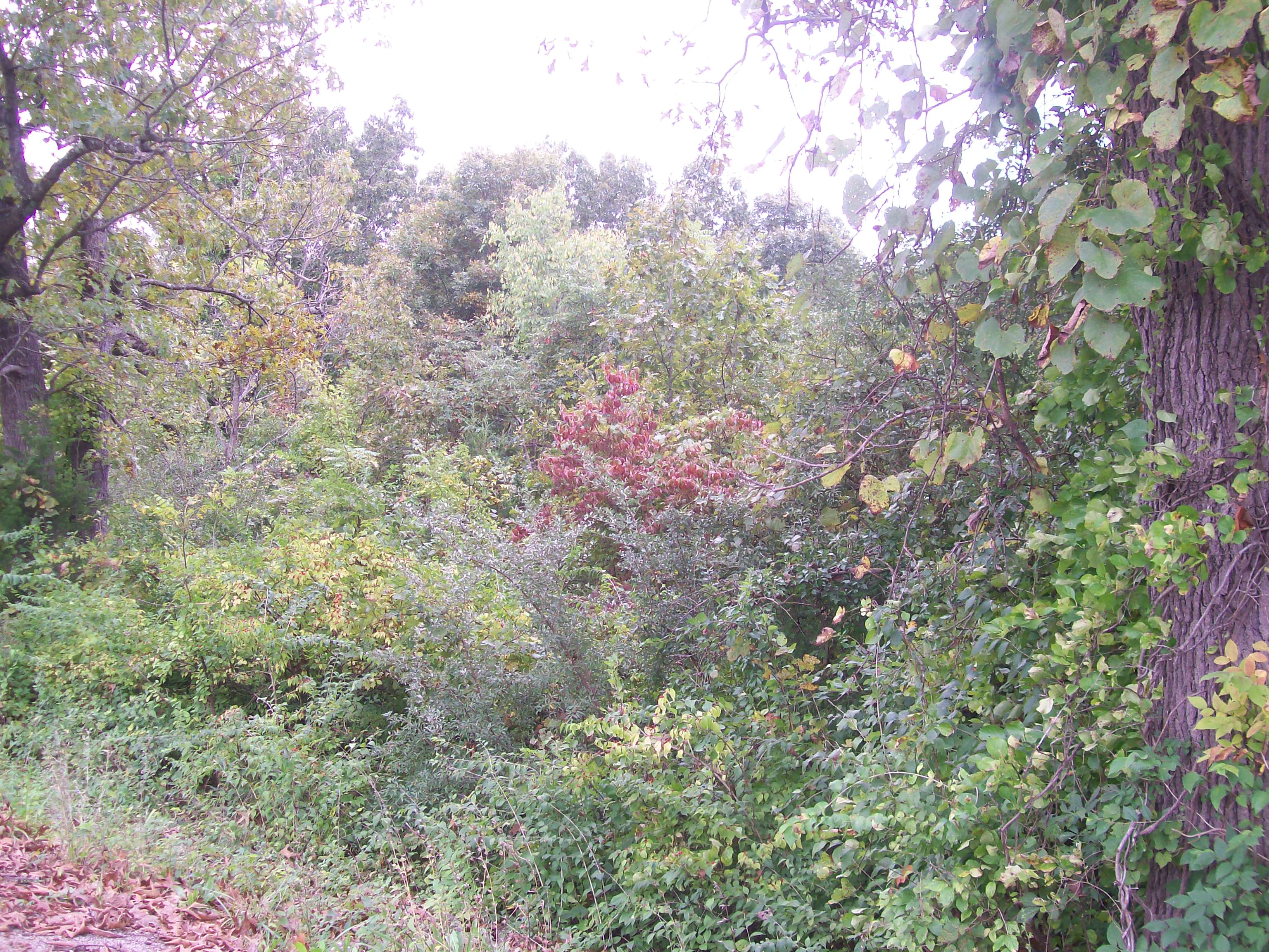 1514 Stanton Acres, Sullivan, MO 63080