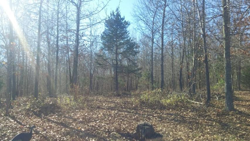 0 County Road 491, Mountain View, MO 65548