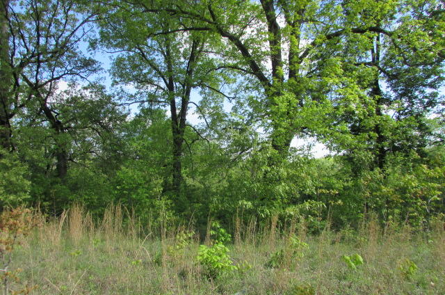00 Tbd State Highway Aa, Alton, MO 65606