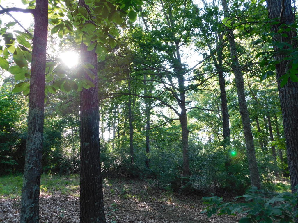 3228 Two Rivers Road, Highlandville, MO 65669