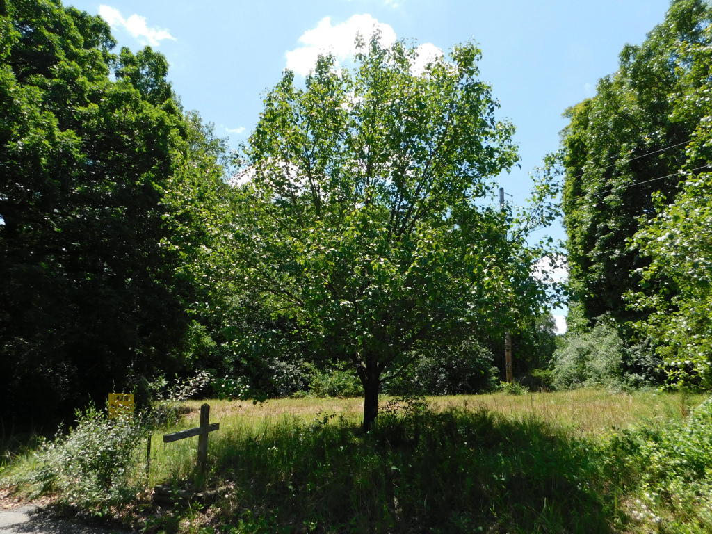 3228 Two Rivers Road, Highlandville, MO 65669