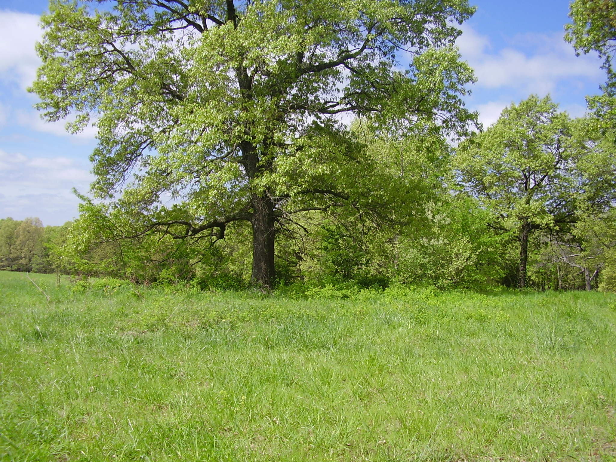 State Hwy 73, Tunas, MO 65764