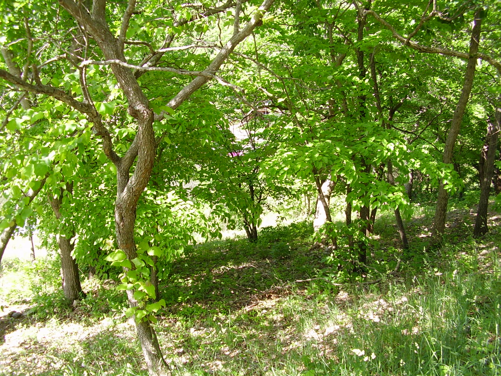 1942 Alcorn Hollow, Roach, MO 65787