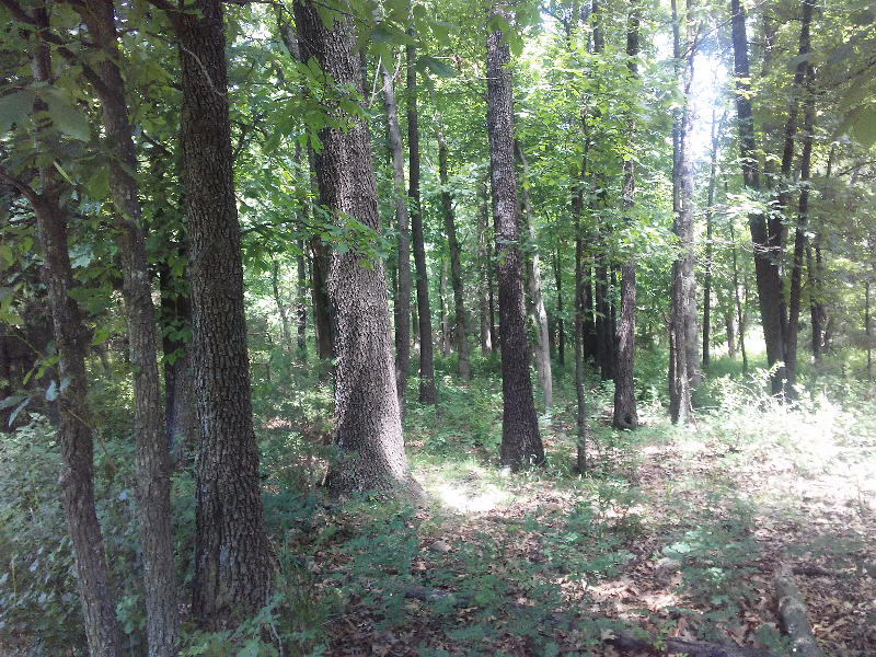 3391 West Rolling Brook Lane, Springfield, MO 65803
