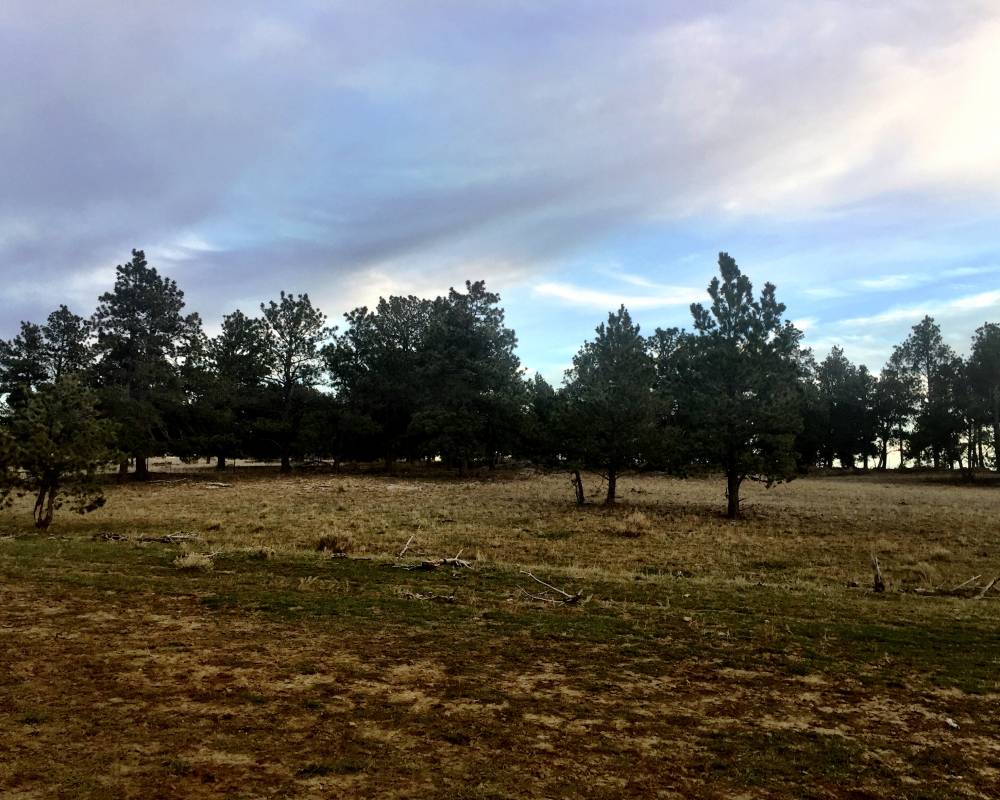 TBD Pineneedle Dr, Shawmut, Montana 59078