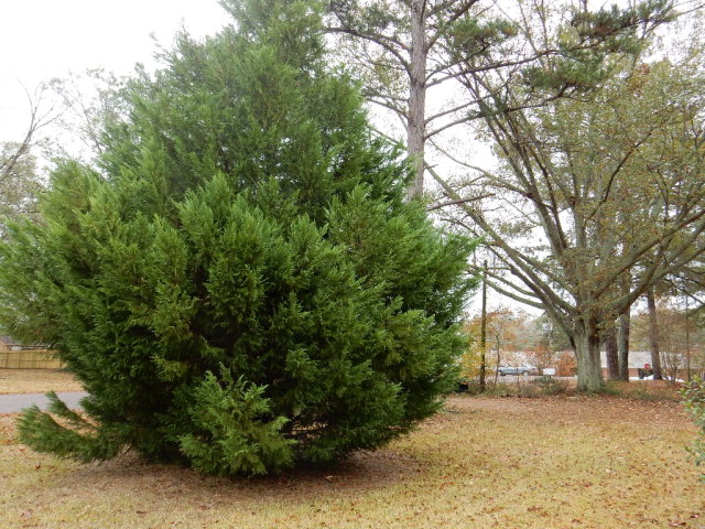 1000 South Fifth St, Collins, MS 39428