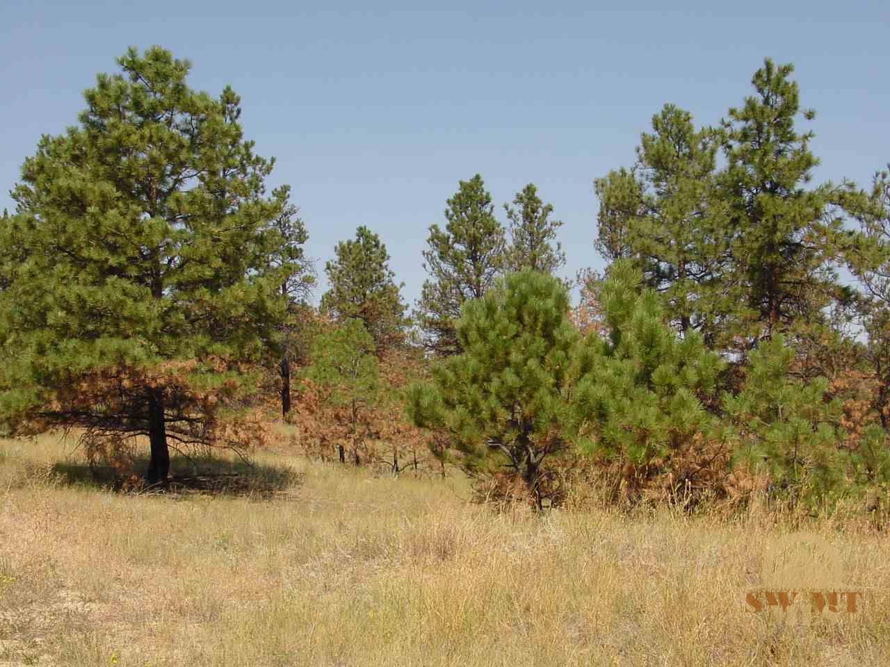 tbd Pine Crest, Columbus, MT 59019
