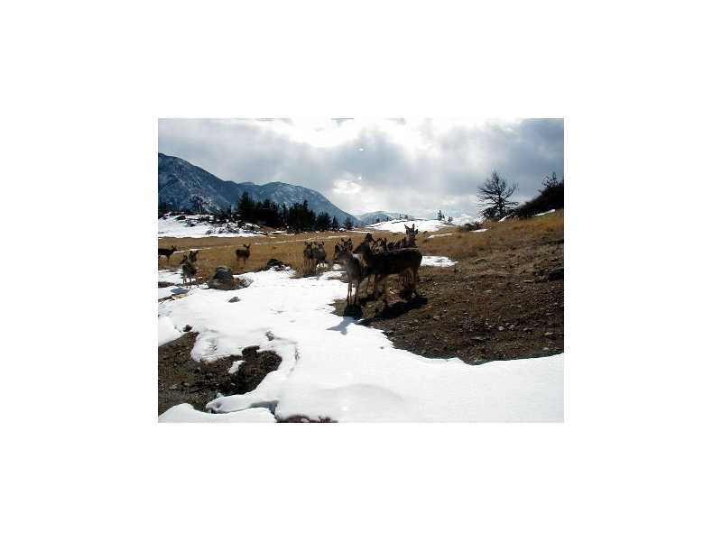31 CMR TRAIL, Nye, MT 59061