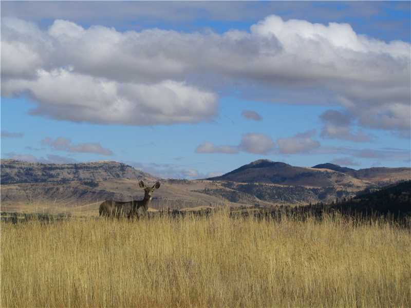 11 BIG SKY TRAIL LOT 13, Nye, MT 59061
