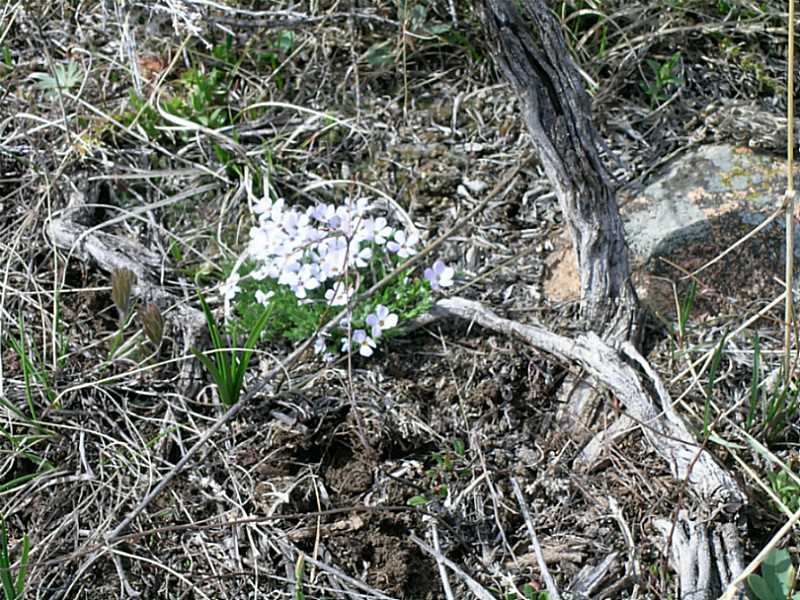 Lot 5b CANYON VIEW ROAD, Red Lodge, MT 59068