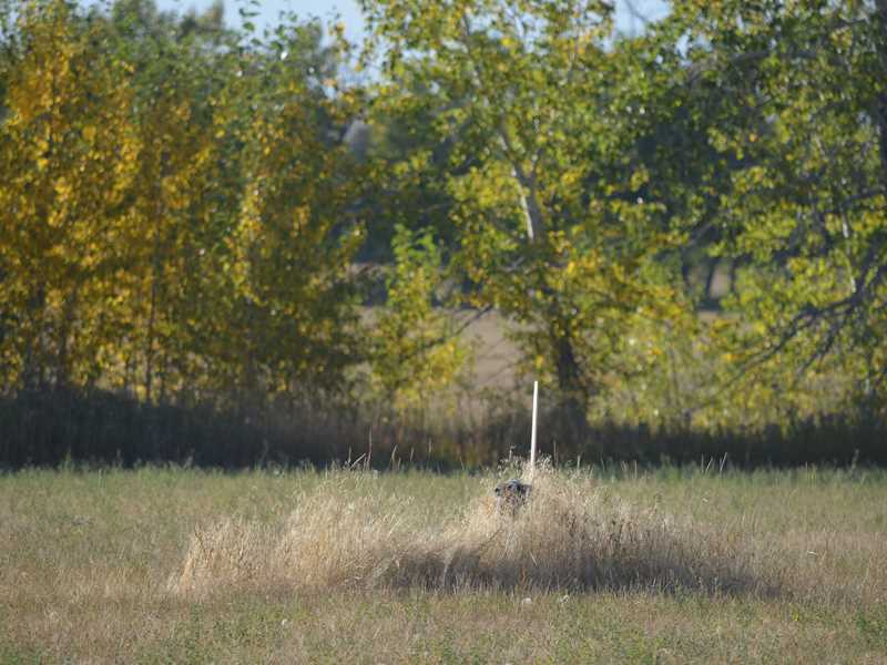 Lot 1 BUTTERCUP, Roberts, MT 59070