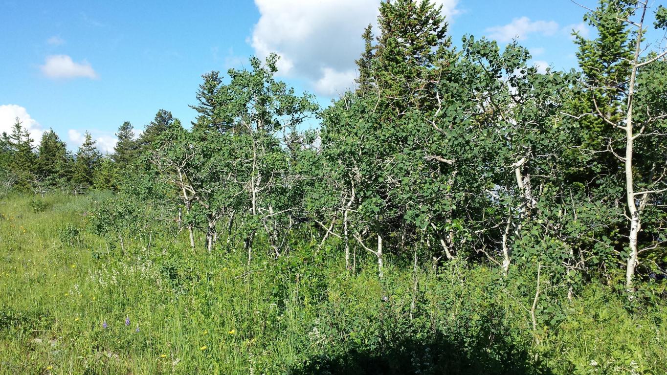Duck Lake Road Lot 2, Babb, MT 59411