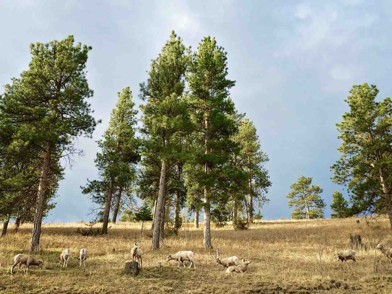 TBD Old Hwy 91, Cascade, MT 59421