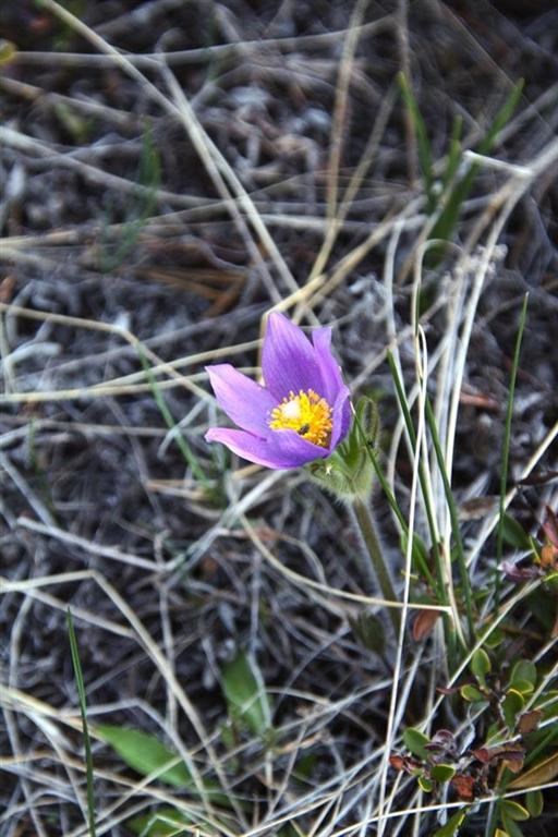 Lot 51 Spring Creek Trail, Helena, MT 59602
