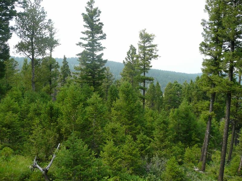 TBD Turk Rd, Helena, MT 59602