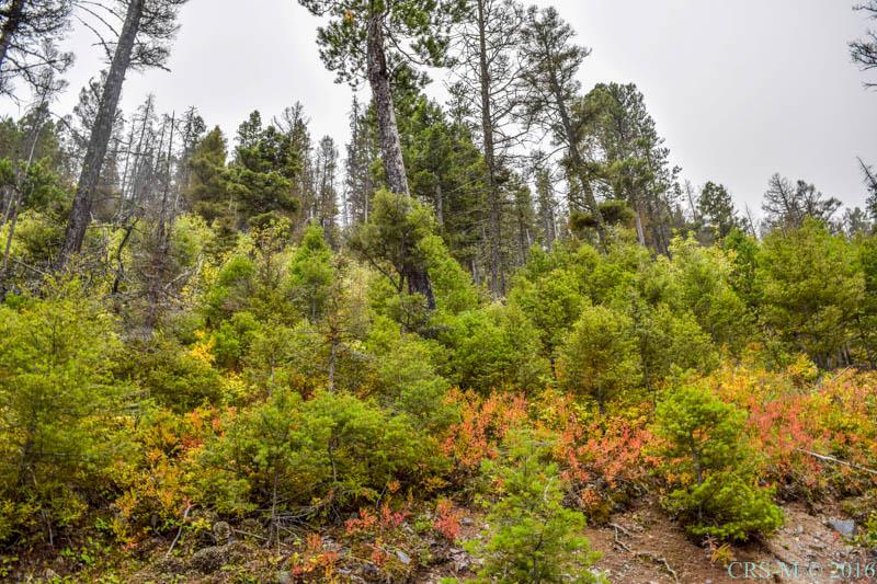 Elk Meadows 15 Charlie Rd, Lincoln, MT 59639