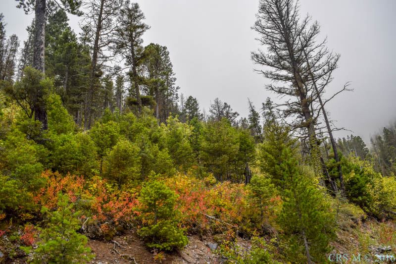 Elk Meadows 15 Charlie Rd, Lincoln, MT 59639