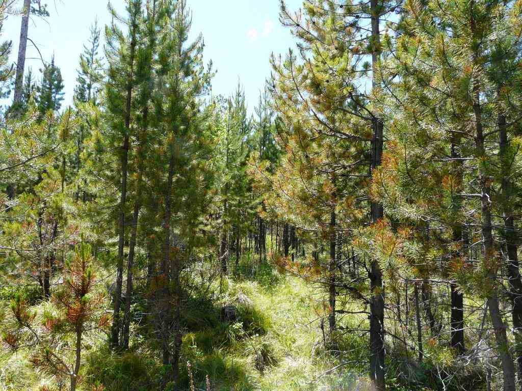 28 ELK MEADOW RD, Wolf Creek, MT 59648