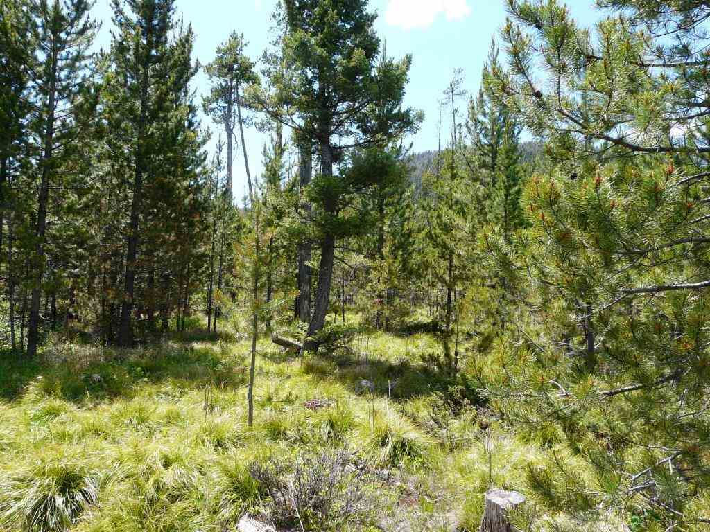 28 ELK MEADOW RD, Wolf Creek, MT 59648