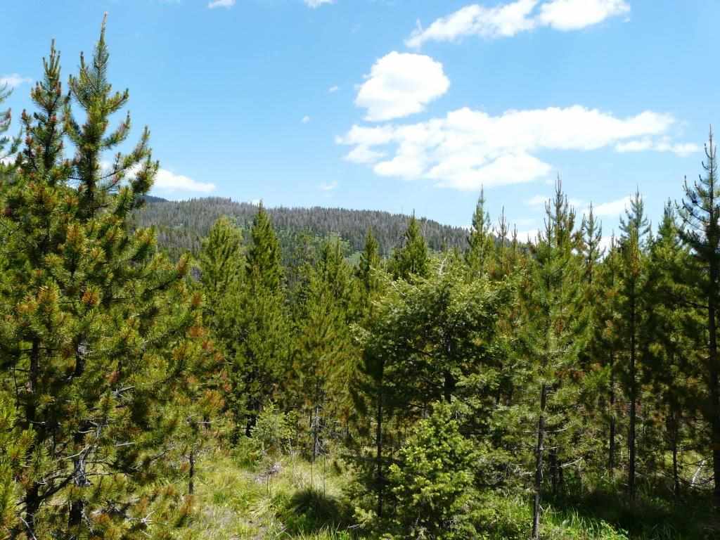 28 ELK MEADOW RD, Wolf Creek, MT 59648