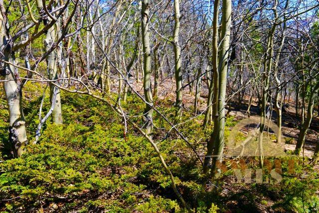 Lot 24A Clear Creek Subdivision, Anaconda, MT 59711