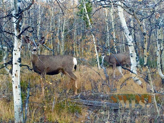 Lot 24A Clear Creek Subdivision, Anaconda, MT 59711